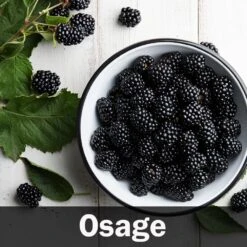 3-in-1 Blackberry Bush 13 3-in-1 Blackberry Bush -Brighter Blooms Osage Blackberry