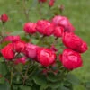 Oso Easy'® Double Red Rose -Brighter Blooms Oso Double Red Rose 2 600x600 7f76dc3f 2cb8 47e7 aac3 164303c95193