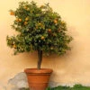 Owari Satsuma Tree 1 Owari Satsuma Tree -Brighter Blooms Owari Satsuma Mandarin BB 600x600 ab81f485 4297 485d bd67 69f5b8f5b009