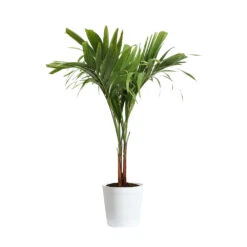 Christmas Palm Tree -Brighter Blooms PAL CHR 23 3 delilah white