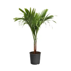 Christmas Palm Tree -Brighter Blooms PAL CHR 23 3 standard pot