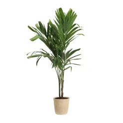 Christmas Palm Tree -Brighter Blooms PAL CHR 34 3 delilah beige