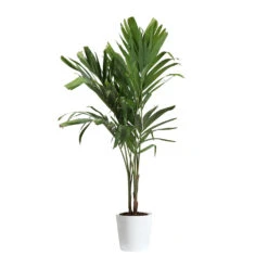 Christmas Palm Tree -Brighter Blooms PAL CHR 34 3 delilah white