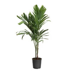 Christmas Palm Tree -Brighter Blooms PAL CHR 34 3 standard pot