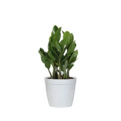 ZZ Plant -Brighter Blooms PLA ZZP.6 delilah white