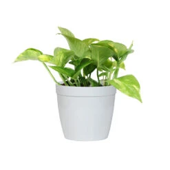 Golden Pothos Plant -Brighter Blooms PTH GOL1 white delilah
