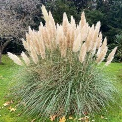 Pampas Grass -Brighter Blooms Pampas Grass 1 BB