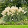 Pampas Grass -Brighter Blooms Pampas Grass BB 600x600 c1d0d4ec 783f 403e 96a4 5b92b81b7f75