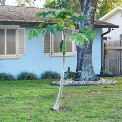Papaya Tree -Brighter Blooms Papaya 1