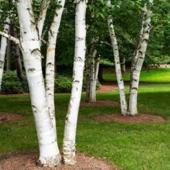 White Birch Tree 9 White Birch Tree -Brighter Blooms Paper White Birch 5
