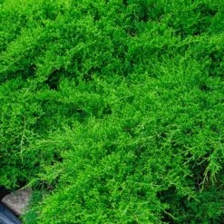 Parson’s Juniper 7 Parson’s Juniper -Brighter Blooms Parsons Juniper 1 BB