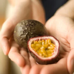 Passion Fruit Vine -Brighter Blooms Passion Fruit 1