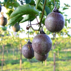 Passion Fruit Vine -Brighter Blooms Passion Fruit 6 BB