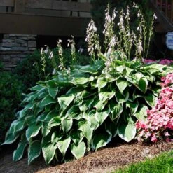 Patriot Hosta -Brighter Blooms Patriot Hosta 1 BB