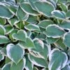 Patriot Hosta 2 Patriot Hosta -Brighter Blooms Patriot Hosta BB 600x600 b2ca27f5 7a7d 4555 8554 11f636c32589