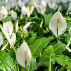 Peace Lily -Brighter Blooms Peace Lily 2 BB