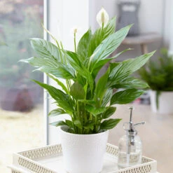 New Apartment House Plant Kit -Brighter Blooms Peace Lily 4 BB ccd89420 65f3 4717 aa08 2cc2f5c49f07
