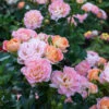 Peach Drift® Rose 2 Peach Drift® Rose -Brighter Blooms Peach Drift Rose BB 600x600 a4052b21 6202 4693 9225 32d919c64c6b