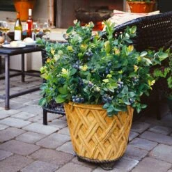 Bushel And Berry® Blueberry Peach Sorbet Plant 13 Bushel And Berry® Blueberry Peach Sorbet Plant -Brighter Blooms Peach Sorbet BLueberry 3 BB