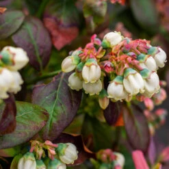 Bushel And Berry® Blueberry Peach Sorbet Plant 11 Bushel And Berry® Blueberry Peach Sorbet Plant -Brighter Blooms Peach Sorbet BLueberry 5