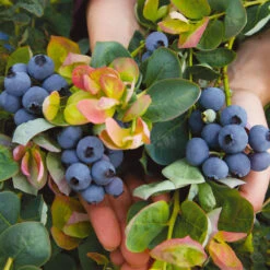 Bushel And Berry® Blueberry Peach Sorbet Plant 10 Bushel And Berry® Blueberry Peach Sorbet Plant -Brighter Blooms Peach Sorbet BLueberry 7