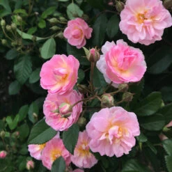 Perfume Breeze™ Rose Tree -Brighter Blooms Perfume Breeze Rose Tree 1
