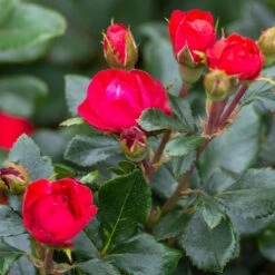 Petite Knock Out® Rose Shrub -Brighter Blooms Petite Red Knockout Rose3