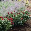 Petite Knock Out® Rose Shrub 2 Petite Knock Out® Rose Shrub -Brighter Blooms Petite Red Knockout Rose BB 600x600 f00e26a8 def8 40c5 bc95 67ad0ea822be