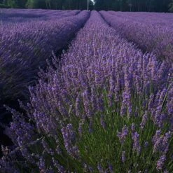 Phenomenal Lavender Plant -Brighter Blooms Phenomenal Lavender 5 BB