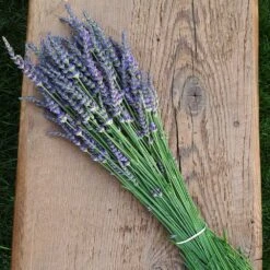 Phenomenal Lavender Plant -Brighter Blooms Phenomenal Lavender 7