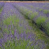 Phenomenal Lavender Plant 1 Phenomenal Lavender Plant -Brighter Blooms Phenomenal Lavender BB 600x600 b2f6b0e0 b6f3 498f 8ae4 ef49bcaf0078