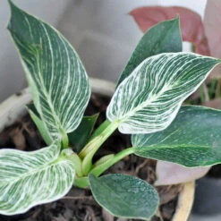 Birkin Philodendron Plant -Brighter Blooms Philodendron Birkin 4