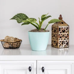 Birkin Philodendron Plant -Brighter Blooms Philodendron Birkin 7 BB