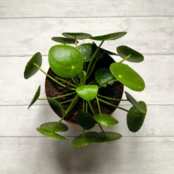 Pilea Peperomioides (Pancake Plant) -Brighter Blooms Pilea Pancake Plant 2 BB
