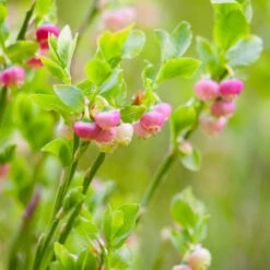 Pink Lemonade Blueberry Plant 10 Pink Lemonade Blueberry Plant -Brighter Blooms Pin Lemonade Blueberry 3