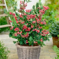 Pink Lemonade Blueberry Plant 9 Pink Lemonade Blueberry Plant -Brighter Blooms Pin Lemonade Blueberry 4
