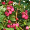 Pink Lemonade Blueberry Plant -Brighter Blooms Pin Lemonade Blueberry BB 600x600 a3eadc65 f738 4c71 af58 1ba4e79cdb6b