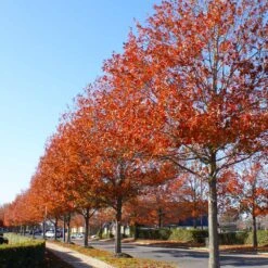 Pin Oak Tree -Brighter Blooms Pin Oak 10 BB