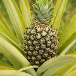 Salsa Kit -Brighter Blooms Pineapple 3 BB