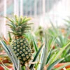 Sugarloaf Pineapple -Brighter Blooms Pineapple FGT 600x600 9e58f2bd d21d 4137 8113 f741c91d6342