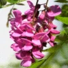 Pink Wisteria Vine 2 Pink Wisteria Vine -Brighter Blooms Pink Wisteria Vine 220