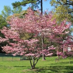 Pink Dogwood Tree -Brighter Blooms Pink Dogwood 1 BB