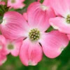 Pink Dogwood Tree 1 Pink Dogwood Tree -Brighter Blooms Pink Dogwood BB 600x600 11f3fdb5 42d7 43ea 92d2 68b8217cb7a6