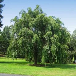 Pink Weeping Cherry Tree 9 Pink Weeping Cherry Tree -Brighter Blooms Pink Double Weeping Cherry 10 BB