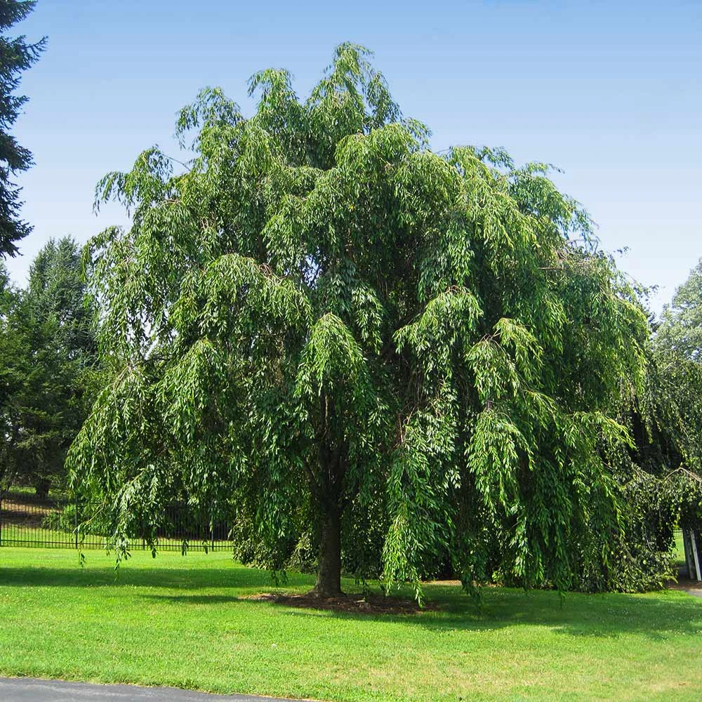 Pink Weeping Cherry Tree 6 Pink Weeping Cherry Tree - Image 4