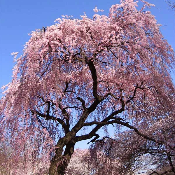 Pink Weeping Cherry Tree 3 Pink Weeping Cherry Tree