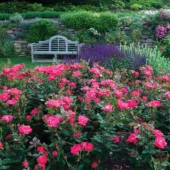 Double Pink Knock Out® Shrub -Brighter Blooms Pink Knockout Shrub 6