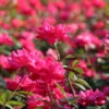 Double Pink Knock Out® Shrub -Brighter Blooms Pink Knockout Shrub BB 600x600 8e509dcd da66 4600 9a90 0babea1fe5c0