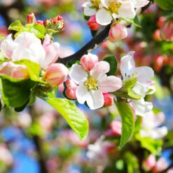 Pink Lady Apple Tree -Brighter Blooms Pink Lady Apple 5
