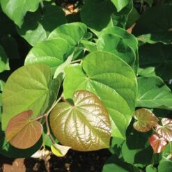 Pink Pom Poms' Redbud Tree -Brighter Blooms Pink Pom Pom Redbud 4